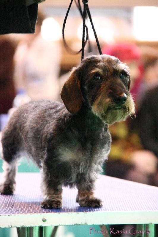 Crufts2011_2 1548.jpg